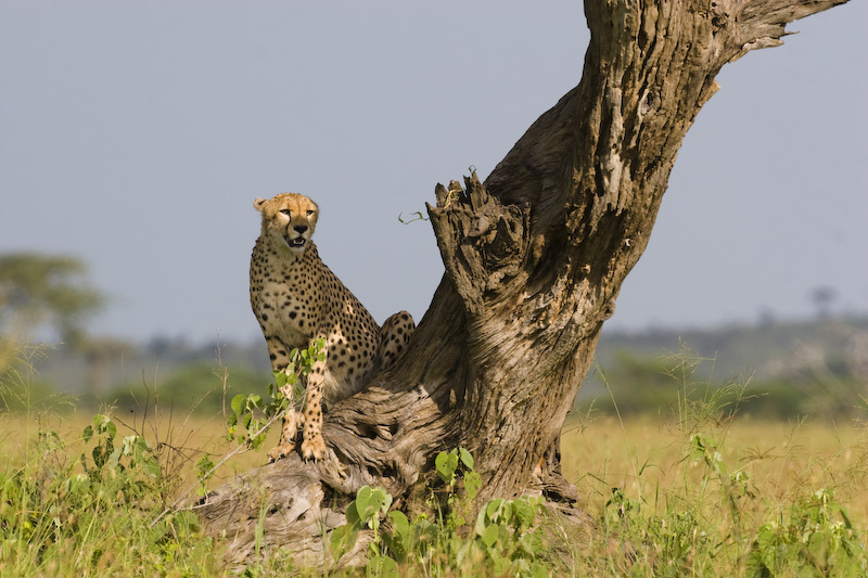 Cheetah On Tree Stump